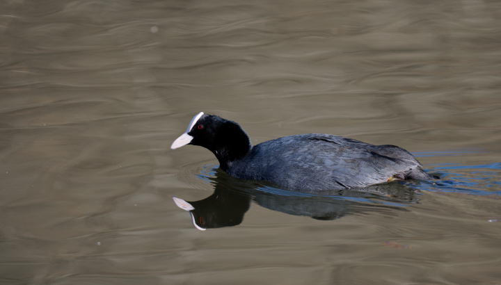 Balade ornithologique de l’estran à l’étang du Curnic